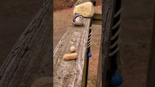 Nuthatch Snack Time wildlife birds Nuthatch animalfriends [upl. by Narut]