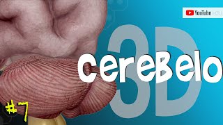 Áreas e Funções do CEREBELO Anatomia em 3D MiniCurso 710 [upl. by Anirbus]