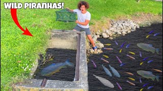 Catching Wild PIRANHAS For Backyard POND [upl. by Soluk]