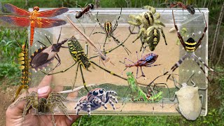 Hunt cute jump spiders‼️catch tarantula assassin bug mantis shield bug dragonfly caterpillar [upl. by Philo]