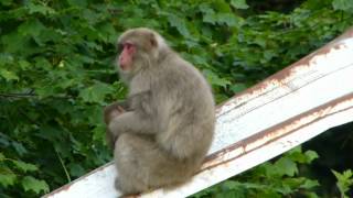 Japanese Macaque Infants Suckle ニホンザル母子と授乳 [upl. by Dolley]