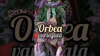 Orbea variegata [upl. by Birkner208]