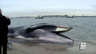 Rescue Crews Race to Save 60Foot Beached Whale  New York Post [upl. by Edahc]