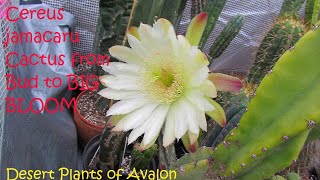 My Cereus Jamacaru Cactus blooming for the first time from Bud to Bloom cactus cacti [upl. by Cida]