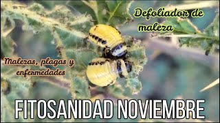 Recorridos de fitosanidad en agaves Noviembre [upl. by Arrej]