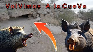 EL REGRESO A LA CUEVA DEL JAVALI 🐗🐗 DEL OESTE 817 [upl. by Kissie]