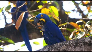 Birds of Brazils Pantanal and Cerrado [upl. by Iilek]