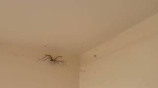 Pholcus phalangioides Cellar spider with spiderlings [upl. by Belinda]