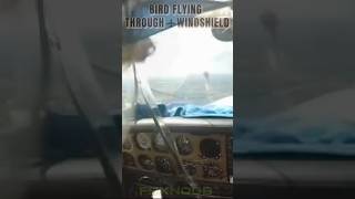 Unexpected Passenger Bird Crashes Through Plane Windshield shorts birds [upl. by Arreic131]