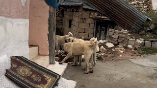 KARABAŞLAR KARDEŞLERİNE SALDIRINCA KANGAL KANASIN ŞARTELLERİ ATTI [upl. by Hacissej99]