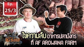 Arowana fish food สุดยอด อาหารปลามังกร  เพื่อนรักสัตว์เอ้ย l EP253 [upl. by Dyal156]