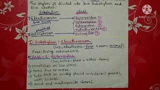 phylum Echinodermata classification  Hindi [upl. by Eikkin]