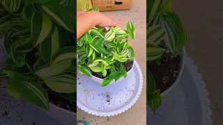 How to mix flower soilsucculent suculents plants echeveria indoorgardening [upl. by Aihsenad]