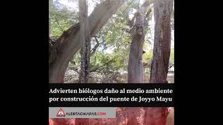 Advierten biólogos daño al medio ambiente por construcción del puente de Joyyo Mayu [upl. by Ayama]