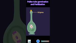 Pollen tube germination and Fertilization Quick Overview [upl. by Feledy]