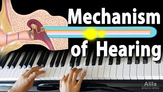 Mechanism of Hearing Animation [upl. by Calvert369]