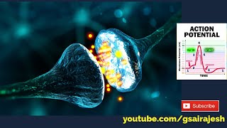 Nerve Action Potential Stages  Resting membrane potential Polarisation Nerve excitation [upl. by Notrab313]