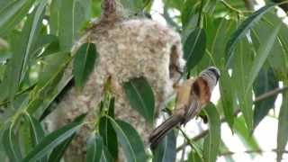 Moudivlacek luzni hnizdeni Remiz pendulinus Eurasian Penduline Tit Adolf Goebel [upl. by Anivla839]