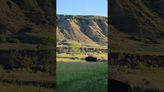 Bison from our Campsite at Theodore Roosevelt National Park [upl. by Niwre]