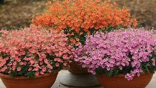 How to Grow Diascia [upl. by Genevra]