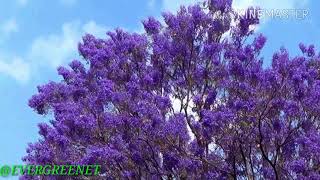 EL ÁRBOL JACARANDA  gualanday  jacaranda mimosifolia [upl. by Monteria]