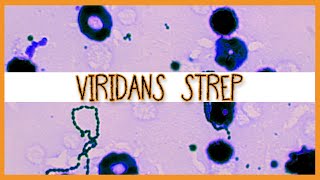 Viridans Streptococci S Mutans S Mitis S Sanguinis [upl. by Eneleahs]