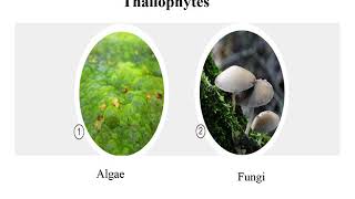 Thallophyte – Algae [upl. by Tannenbaum]