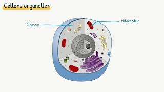 Celler og væv Cellens organeller [upl. by Neelak]