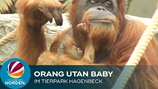 Hamburg OrangUtan Baby im Tierpark Hagenbeck geboren [upl. by Eentihw851]