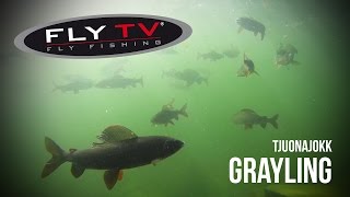 FLY TV  Tjuonajokk Grayling  Epic Dry Fly Fishing in the Swedish Mountains [upl. by Gnos516]