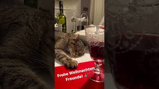 KATZE TRINKT WEIN REVEDTV INSTAGRAM STORY [upl. by Bently727]