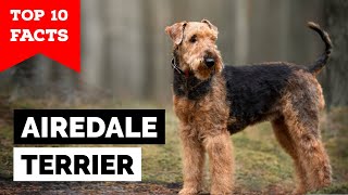 Airedale Terrier  Top 10 Facts [upl. by Yevreh666]