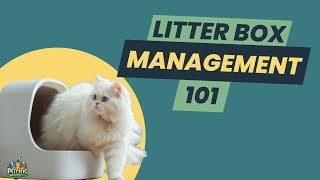 AVOID These Serious CAT LITTER BOX MISTAKES RIGHT NOW 🚨 [upl. by Hniv]