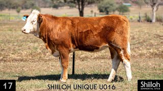 Lot 17  SHIILOH UNIQUE U016 [upl. by Annim]