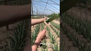 Cutting of aloe vera plant [upl. by Tarkany]