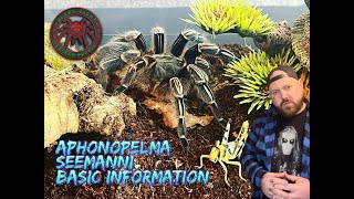 Aphonopelma Seemanni basic information [upl. by Cyrus]