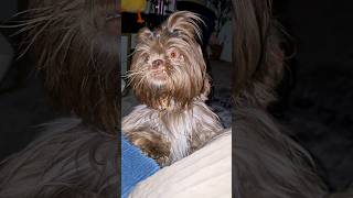 Oooo a gremlin 😍 dogshorts shihtzus dogsofyoutube [upl. by Scheider]