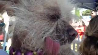 Worlds Ugliest Dog Contest in Petaluma part 1 [upl. by Rakia911]