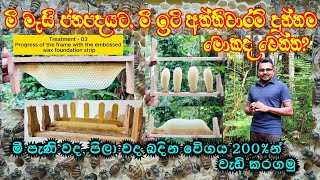 අත්තිවාරම් වද සමග මී මැස්සන්ගේ වද බැදීමේ වේගය foundation less vs starter strip vs beewax foundation [upl. by Nievelt397]