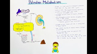 Bilirubin Metabolism  breakdown and excretion [upl. by Wiersma228]