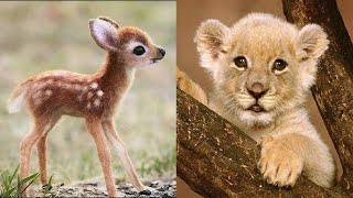 20 Animales Bebés Salvajes Más Lindos De La Naturaleza [upl. by Enialb284]