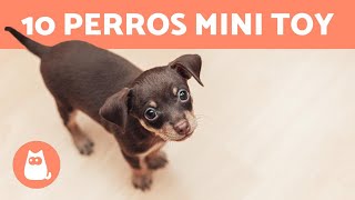 RAZAS de PERROS MINIATURA o TOY 🐶 TOP 10 [upl. by Ran]