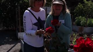 Port Pirie Community Garden [upl. by Rus]