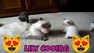 Mama Cat Lily Cooing to her Kittens 😻 [upl. by Mukund]