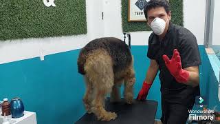 Airedale Terrier estética y grooming [upl. by Icken365]