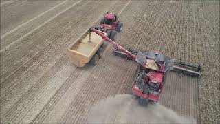 Harvest 2023  Case IH 2388 vs 9250 Riverina NSW Australia [upl. by Lester]