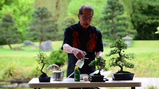 Watering amp Feeding Bonsai Trees [upl. by Ereynihc]