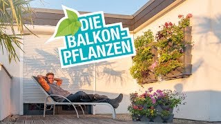 Die Balkonpflanzen Tipps und Tricks zum Platz sparen bewässern und richtig bepflanzen [upl. by Gun]