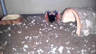 Mexican Blood Leg Tarantula [upl. by Ellehcar]