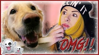 DET SPÖKAR PÅ HUNDDAGISET ❄ Vlogmas Dag 9 [upl. by Nyrroc]